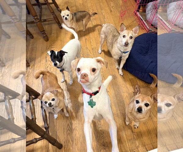 Medium Photo #6 Chihuahua-Unknown Mix Puppy For Sale in New London, WI, USA