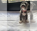 Small Photo #4 American Bully Puppy For Sale in SOMERSET, KY, USA