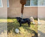 Small #2 Labrador Retriever Mix