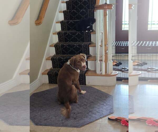 Medium Photo #11 American Pit Bull Terrier-Retriever  Mix Puppy For Sale in Oakhurst, NJ, USA