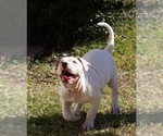 Small Photo #1 American Bulldog Puppy For Sale in HOUSTON, TX, USA