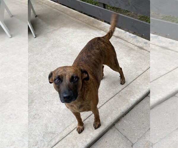 Medium Photo #13 Catahoula Leopard Dog-Unknown Mix Puppy For Sale in Spring, TX, USA