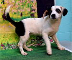 Small #3 Mutt
