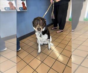 Mutt Dogs for adoption in Burbank, CA, USA