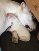 Small Photo #3 Dogo Argentino Puppy For Sale in BRUCE, WI, USA