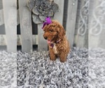 Small #3 Poodle (Miniature)