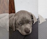 Puppy Hawthorn Labrador Retriever