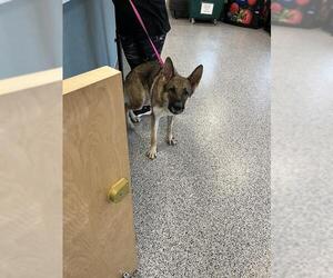German Shepherd Dog Dogs for adoption in Palmetto, FL, USA