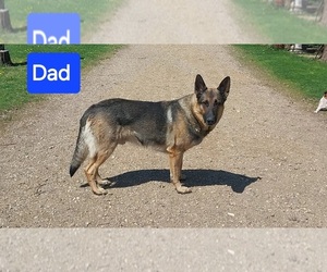 Father of the German Shepherd Dog puppies born on 04/24/2025