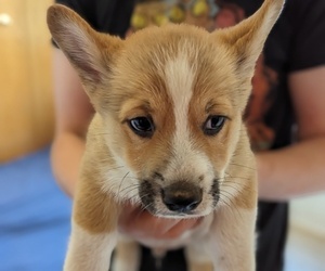 Medium Pembroke Welsh Corgi