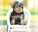 Barkley - Male Morkie Puppy for Sale - Photo #9
