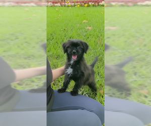 Shih Tzu Dogs for adoption in Weston, FL, USA