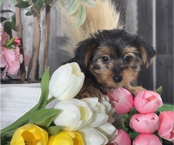 Medium Photo #2 Yorkshire Terrier Puppy For Sale in CANOGA, NY, USA