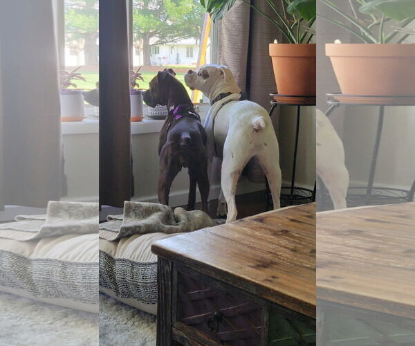 Medium Photo #2 Boxer Puppy For Sale in Burnsville, MN, USA