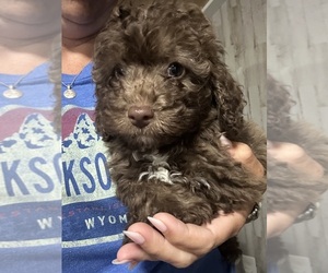 Poovanese Puppy for sale in JASPER, GA, USA
