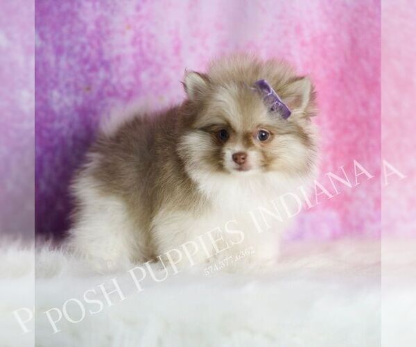 Medium Photo #15 Pomeranian Puppy For Sale in WARSAW, IN, USA