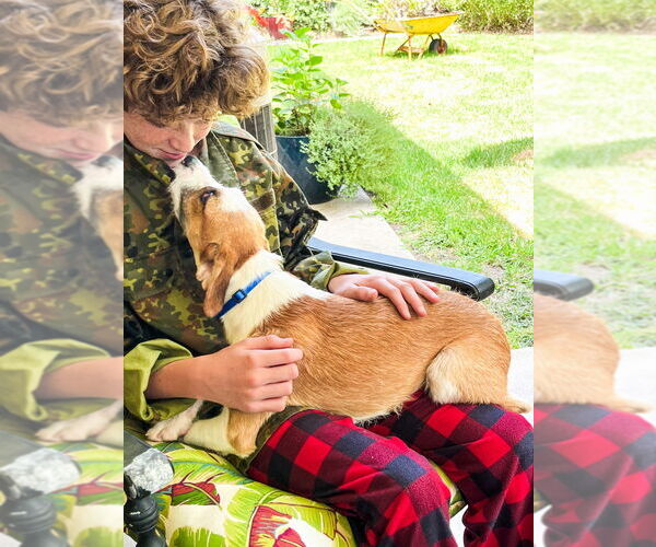 Medium Photo #2 Mutt Puppy For Sale in Dana Point, CA, USA