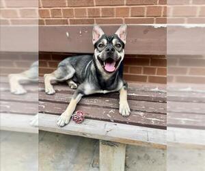 Shug Dogs for adoption in Toronto, Ontario, Canada