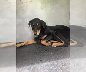 Rottweiler-Unknown Mix Dogs for adoption in Conroe, TX, USA