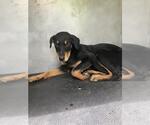 Small Rottweiler Mix