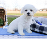Small Photo #1 Bichon Frise Puppy For Sale in SYRACUSE, IN, USA