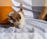 Small #11 Shih Tzu