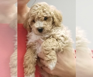 Bichpoo Puppy for sale in ENCINO, CA, USA