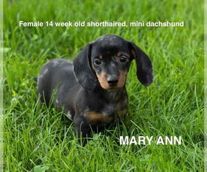 Dachshund Dogs for adoption in Studio City, CA, USA