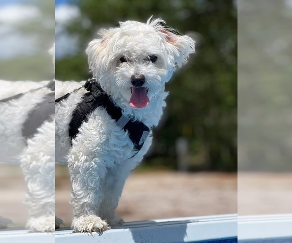 Medium Photo #1 Maltipoo (Miniature)-Shih Tzu Mix Puppy For Sale in MIDDLEBURG, FL, USA