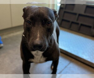 American Pit Bull Terrier-Unknown Mix Dogs for adoption in Tavares, FL, USA