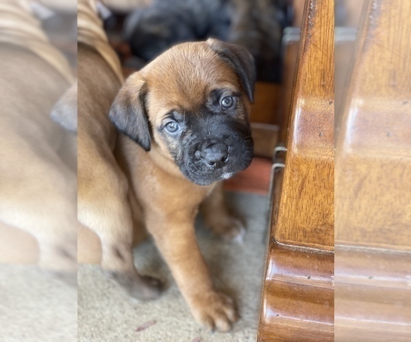 Medium Photo #1 Muscle Mastiff Puppy For Sale in RAMONA, CA, USA