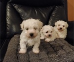 Small Photo #6 Bichon Frise Puppy For Sale in JURUPA VALLEY, CA, USA