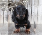 Small #1 Dachshund