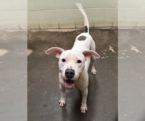 Zero - Male Staffordshire Bull Terrier-Unknown Mix Dog for Adoption - Photo #3