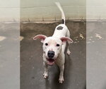 Small #2 Staffordshire Bull Terrier Mix