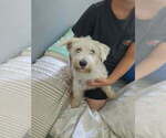 Small Photo #1 Mauzer Puppy For Sale in DACULA, GA, USA