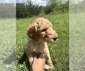 Medium Goldendoodle
