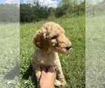 Puppy 7 Goldendoodle