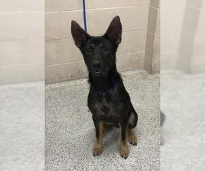 German Shepherd Dog Dogs for adoption in Conroe, TX, USA