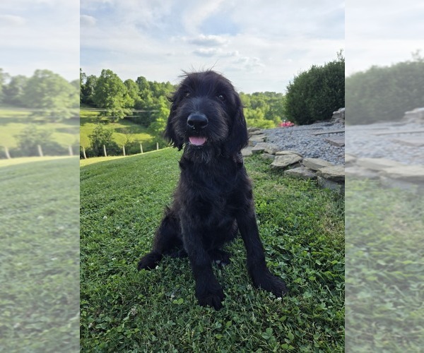 Medium Photo #1 Labradoodle Puppy For Sale in WILLIAMSTOWN, KY, USA