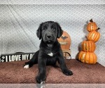 Puppy Hamm Golden Mountain Dog