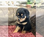 Small #13 Rottweiler