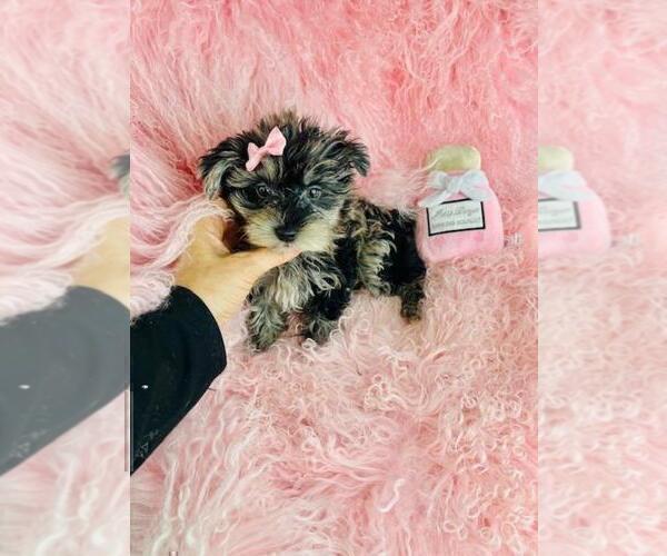 Medium Photo #4 Yorkshire Terrier Puppy For Sale in BOCA RATON, FL, USA