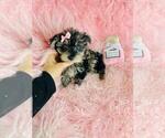 Small #3 Yorkshire Terrier