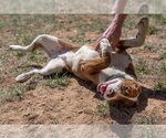 Small #3 American Pit Bull Terrier-Australian Shepherd Mix