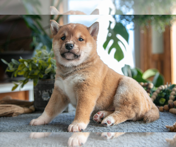 Medium Photo #2 Shiba Inu Puppy For Sale in SHILOH, OH, USA