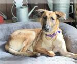 Small #9 German Shepherd Dog Mix