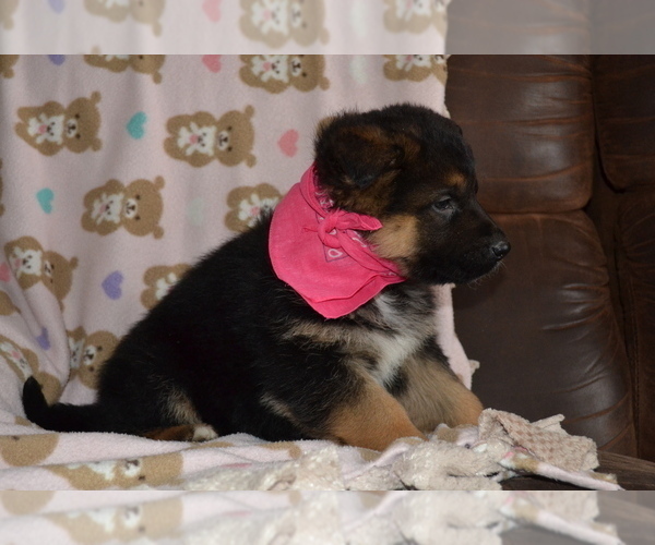 Medium Photo #4 German Shepherd Dog Puppy For Sale in GREENWOOD, WI, USA