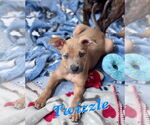 Small #2 American Pit Bull Terrier-Labrador Retriever Mix