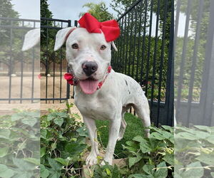 Poppy - Female American Pit Bull Terrier-Unknown Mix Dog for Adoption - Photo #9